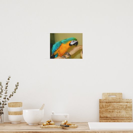 Poster Peinture photo de perroquet bleu or Macaw (Cuisine)
