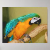 Poster Peinture photo de perroquet bleu or Macaw (Devant)