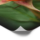 Poster Peinture photographique à fleurs de rose jaune (Coin)