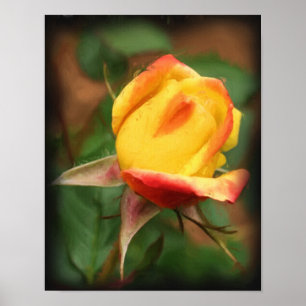Poster Peinture photographique à fleurs de rose jaune