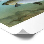 Poster Peinture Saumon du Pacifique (Coin)