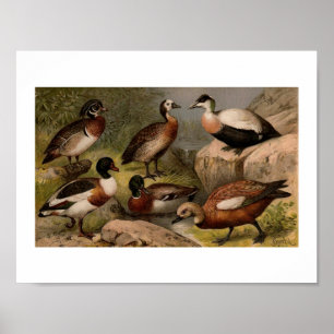 Poster Peinture vintage colorée des canards