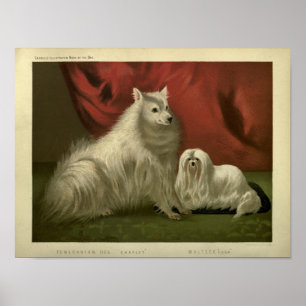 Poster peinture vintage de chien poméranien et maltais