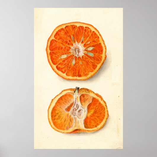 Poster Peinture vintage de Tangerines (Devant)