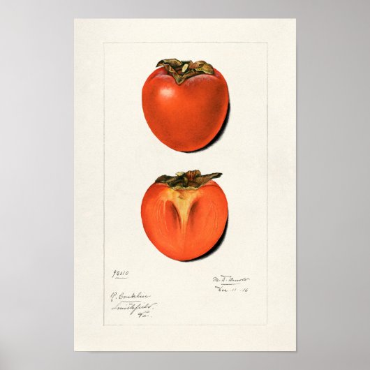 Poster Peinture vintage Persimmons Fruit Aquarelle (Devant)