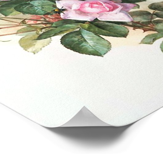 Poster Peinture vintage rose Roses (Coin)