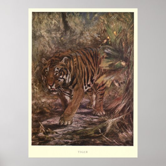 Poster Peinture vintage sur tigre (1909) (Devant)