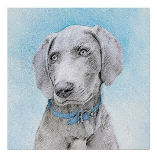 Poster Peinture Weimaraner - Joli art original chien