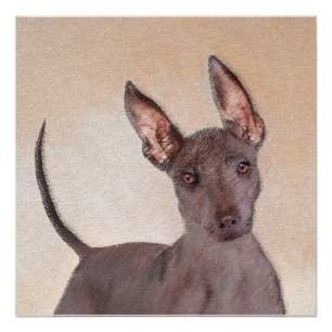 Poster Peinture Xoloitzcuintli - Cute Original Chien Art