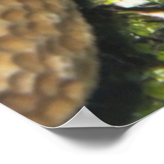 Poster Pékin (Coin)