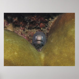 Poster Pékin Moray