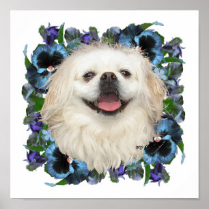 Poster Pekingese blanc avec lunettes