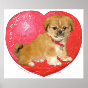 Poster Pékinois / mélange de Shih Tzu pour la Saint-Valen