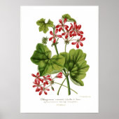 Poster Pelargonium hederaefolium (Devant)