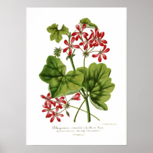 Poster Pelargonium hederaefolium