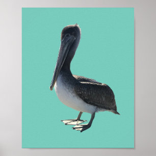 Poster Pélican