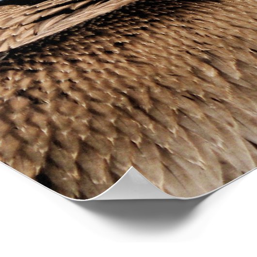 Poster Pélican (Coin)