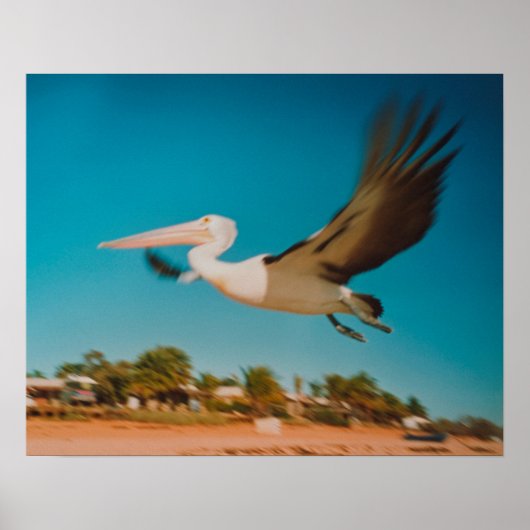 Poster Pélican (Devant)