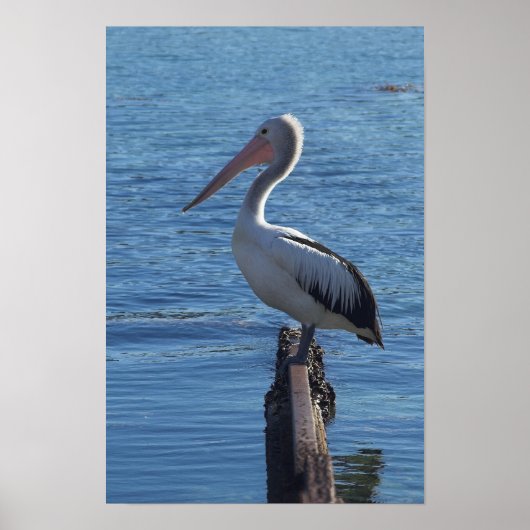 Poster Pélican (Devant)