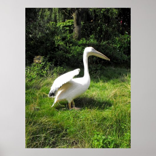 Poster Pélican (Devant)