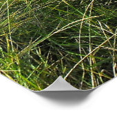 Poster Pélican (Coin)