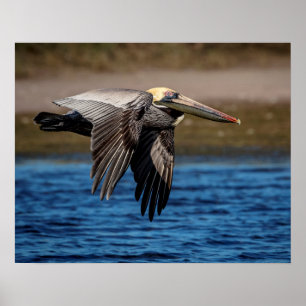 Poster pélican 20x16 en vol