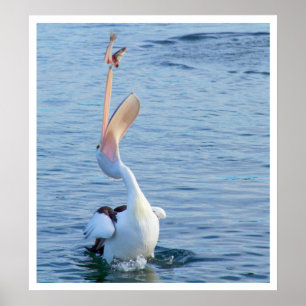 Poster Pélican attraper un poisson