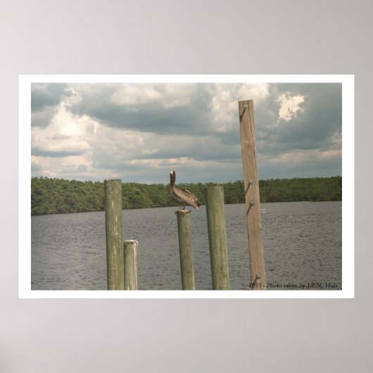 Poster Pélican au milieu (Devant)