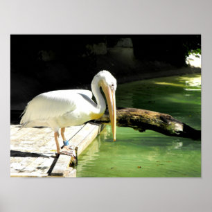 Poster Pélican au printemps en Espagne