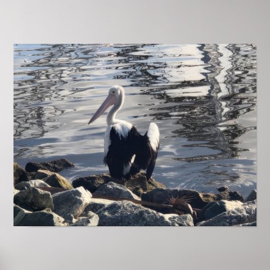Poster Pélican blanc (Devant)