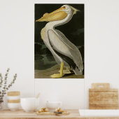 Poster Pélican blanc américain, les oiseaux d'Amérique d' (Cuisine)