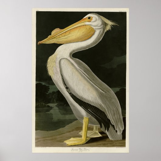 Poster Pélican blanc américain, les oiseaux d'Amérique d' (Devant)