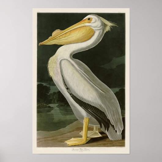 Poster Pélican blanc John James Audubon Oiseaux d'Amériqu (Devant)