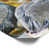 POSTER PELICAN BOGO COVE (Coin)