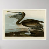 Poster Pélican Brown (Devant)