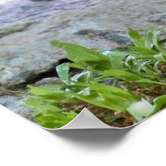 Poster Pélican Brown (Coin)