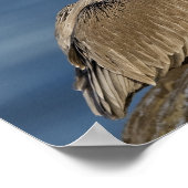 Poster Pélican Brown avec bouche ouverte (Coin)