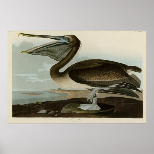 Poster Pélican Brown d'Audubon's Birds of America (Devant)