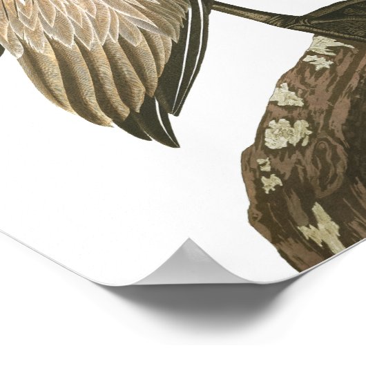 Poster Pélican Brown par John James Audubon (Coin)