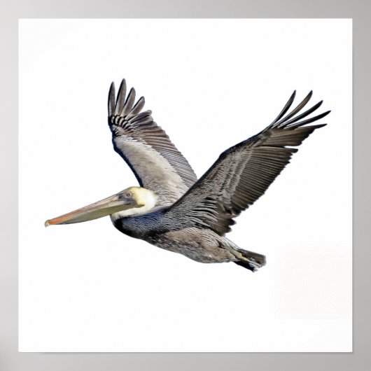 Poster Pélican clair (Devant)