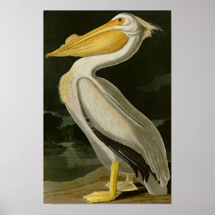 Poster Pélican de série de conception de la vie de Malibu