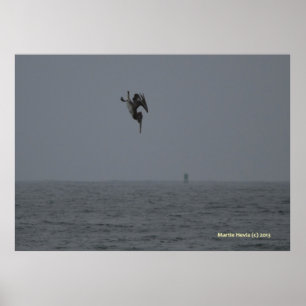 Poster Pelican Dives