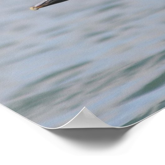 Poster Pélican en vol (Coin)