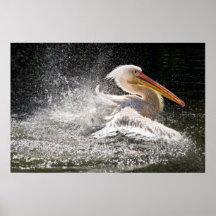 Poster Pélican étonnant à l'eau
