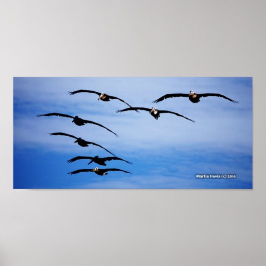 Poster Pélican, grappe IV (Devant)