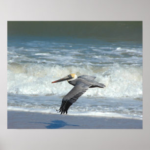 Poster Pelican in flight