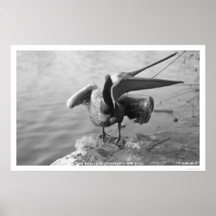 Poster Pélican montrant l'Alaska 1918