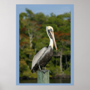Poster Pelican sur bleu