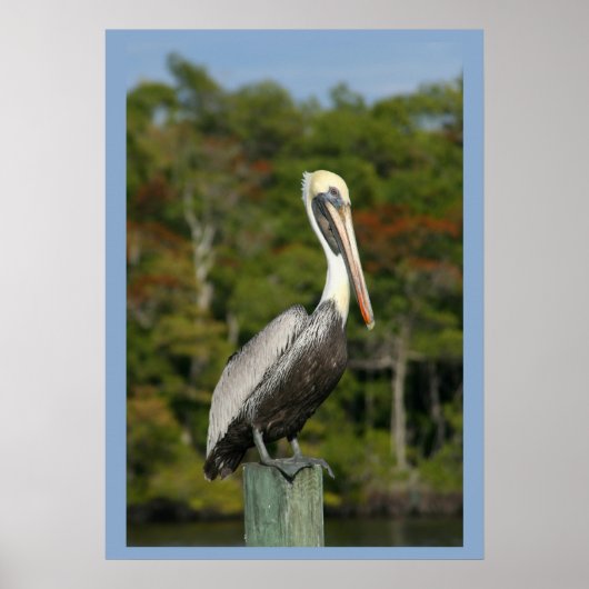 Poster Pelican sur bleu (Devant)
