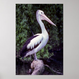 Poster Pélican sur une branche, Tasmanie - Australie